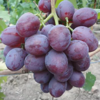 Виноград 'Нізіна' (Vitis vinifera L.)