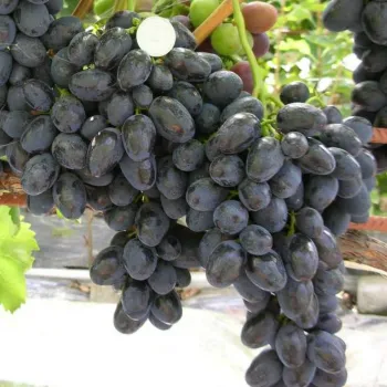 Виноград 'Забава'(Vitis vinifera L.)