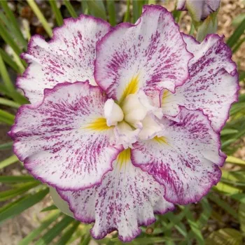 Ірис японський 'Freckled Geisha' (Iris ensata 'Freckled Geisha')