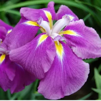 Ірис японський 'Сенсейшн' (Iris ensata 'Sensation')
