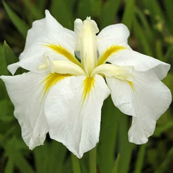 Ірис японський 'Вайт Ледіз' (Iris ensata 'White Ladies')