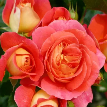 Троянда флорибунда 'Брати Грімм' (Rosa 'Brothers Grimm Fairy Tale')