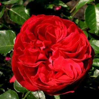 Троянда плетиста 'Ерік Таберлі' (Rose 'Eric Tabarly')
