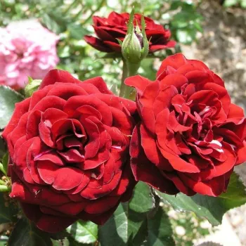 Троянда флорибунда 'Лаваглут' (Rosa 'Lavaglut')