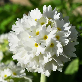 Примула дрібнозубчата біла (Primula denticulata 'Alba')