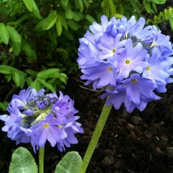 Примула ​​дрібнозубчата 'Blue' (Primula denticulata 'Blue')