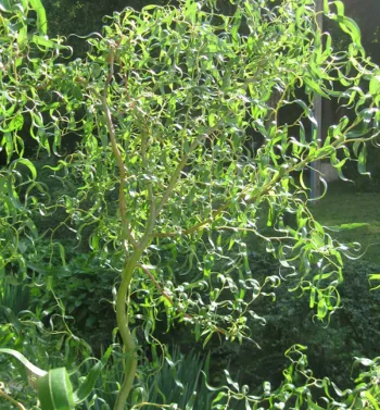 Ива вавилонская 'Тортуоза' (Salix babilongica 'Tortuosa')