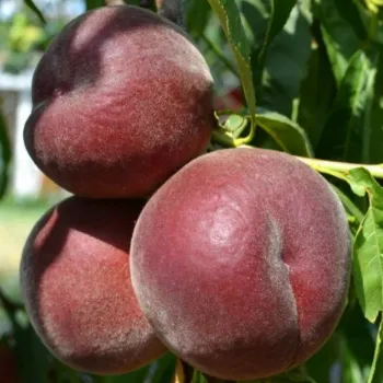 Персик 'Роял Маджестик' (Prunus persica 'Royal Majestic')