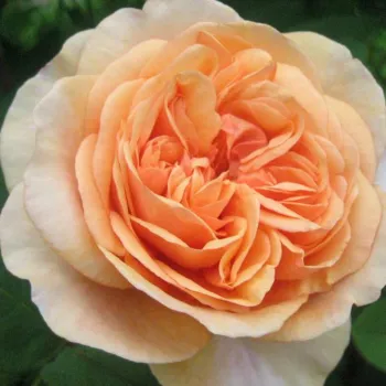 Троянда англійська Остіна 'Чарльз Остін' (Rosa 'Charles Austin')