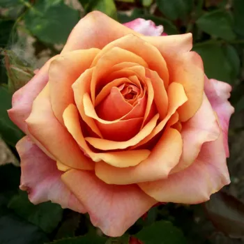 Троянда чайно-гібридна 'Чері Бренді' (Rosa 'Cherry Brandy')