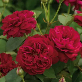 Троянда англійська Остіна 'Дарсі Бассель' (Rosa Austin 'Darcey bussell')