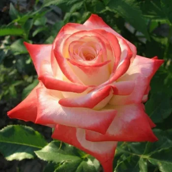 Троянда чайно-гібридна 'Імператриця Фарах' (Rosa 'Imperatrice Farah')