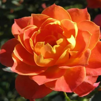 Роза миниатюрная 'Колибри' (Rosa 'Colibri')