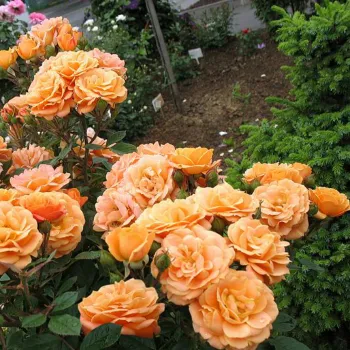 Троянда спрей 'Клементина' (Rosa 'Clementine')