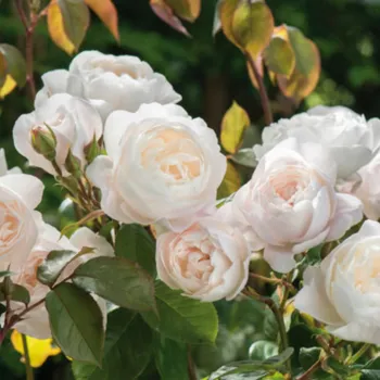 Троянда англійська Остіна 'Клер Остін' (Rosa 'Claire Austin')