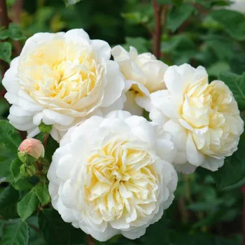 Троянда англійська Остіна 'Крокус Роуз' (Rosa 'Crocus Rose')