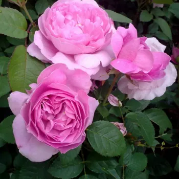 Троянда англійська Остіна 'Марі Роуз' (Rosa Austin 'Mary Rose')