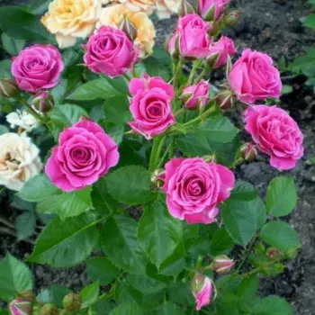 Троянда мініатюрна 'Пурпуровий Спрей' (Rosa 'Purple Spray')