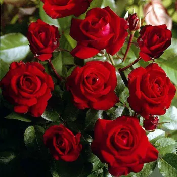 Троянда мініатюрна 'Ред Макарена' (Rosa 'Red Macarena')