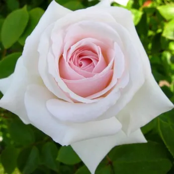 Троянда плетиста 'Шванензе' (Rosa 'Schwanensee')