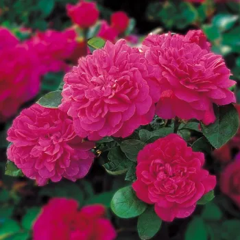 Троянда англійська Остіна 'Софі Роуз' (Rosa 'Sophy's Rose')