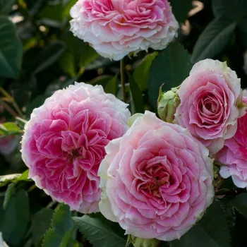 Троянда плетиста 'Цезар' (Rosa 'Cesar')