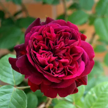 Роза английская 'Вильям Шекспир' (Rosa 'William Shakespeare')