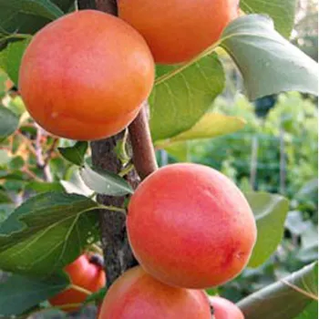 Абрикос Эрли Блаш (Prunus armeniaca 'Early Blush')