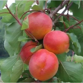 Абрикос 'Робада' (Prunus armeniaca 'Rоbаdа')
