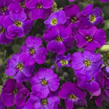 Обрієта 'Audrey purple' (Aubrieta hybrida 'Audrey purple')