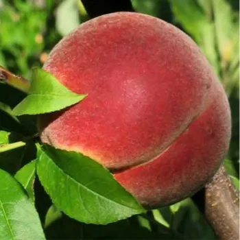 Персик 'Пінк Піч' (Prunus persica 'Pink Pich')