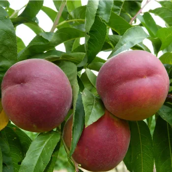 Персик 'Роял Глорі' (Prunus persica
(L.) Batsch)
