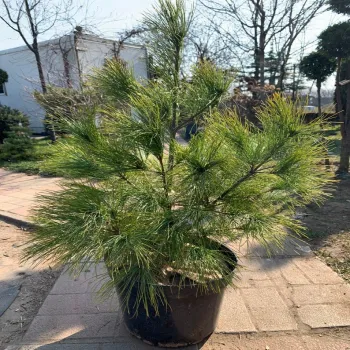 Сосна Веймутова (Pinus strobus L.)
