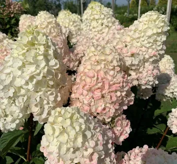 Гортензия метельчатая 'Сандей Фрейз Ренсан' (Hydrangea paniculata 'Sundae Fraise Rensun')