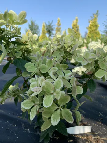 Гортензия метельчатая 'Ренколор' / 'Пастель Грин' (Hydrangea paniculata 'Rencolor' / 'Pastel Green')