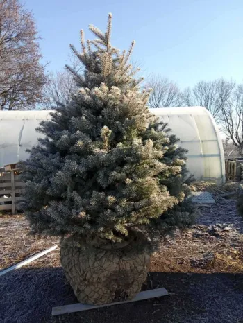 Ялина колюча 'Кайбаб' (Picea pungens 'Kaibab')