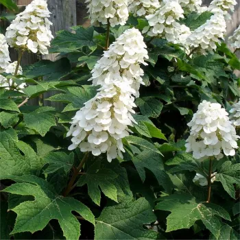 Гортензія дуболиста 'Айс Кристал' (Hydrangea quercifolia 'Ice Crystal')