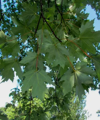Клен Фримана 'Элегант' (Acer x freemanii 'Elegant')