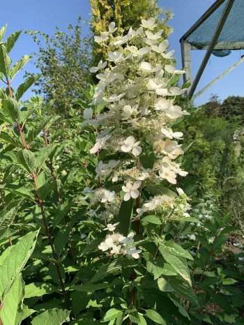 Гортензия метельчатая 'Тардива' (Hydrangea paniculata 'Tardiva')