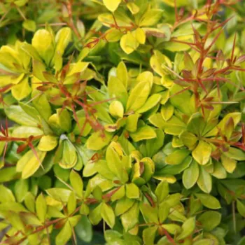 Барбарис Тунберга 'Голден Дрим' (Berberis Thunbergii 'Golden Dream')