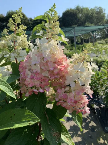 Гортензия метельчатая 'Пинки Винки' (Hydrangea paniculata 'Pinky Winky')
