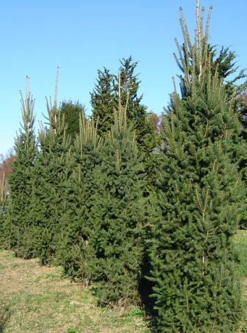 Ялина звичайна 'Купрессіна' (Picea abies 'Cupressina')
