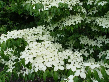 Дерен Коуса 'Милки Вэй' (Cornus kousa 'Milky Way')