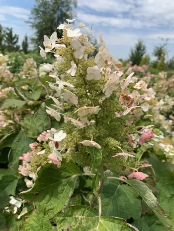 Гортензія дуболиста 'Теннессі Клон' (Hydrangea quercifolia 'Tennessee Clone')