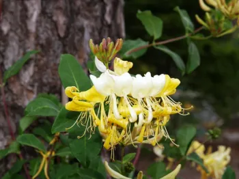Жимолость приморская 'Грэхэм Томас' (Lonicera periclymenum 'Graham Thomas')