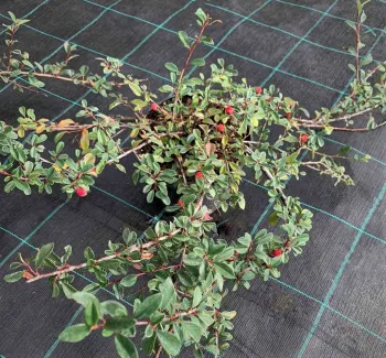 Кизильник Даммера Майор' (Cotoneaster radicans 'Mayor')