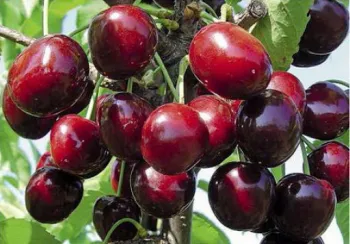 Черешня 'Стакато' (Prunus avium L.)