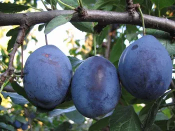 Слива 'Стенли' (Prunus domestica L. 'Stanley')