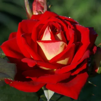 Роза чайно-гибридная 'Френдшип' (Rosa 'Friendship')