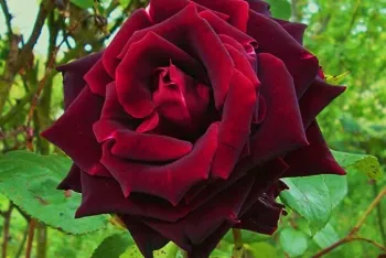 Роза чайно-гибридная 'Папа Мейян' (Rosa 'Papa Meilland')